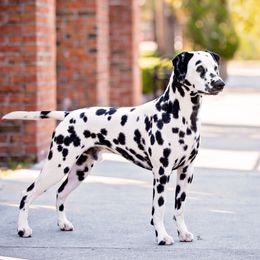 Goose - Dalmatian