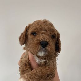 Girl 2 - Chocolate Cavapoo puppy in Tennessee from Shannan's Cavapoos