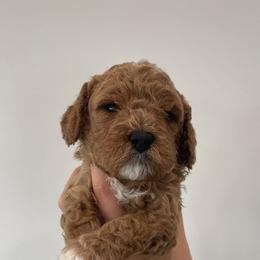 Girl 2 - Chocolate Cavapoo puppy in Tennessee from Shannan's Cavapoos