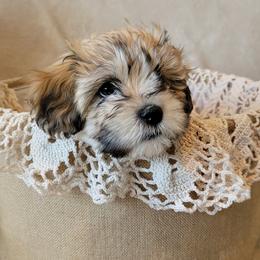 Coton de Tulear Puppies from Buttercup Cotons of Texas
