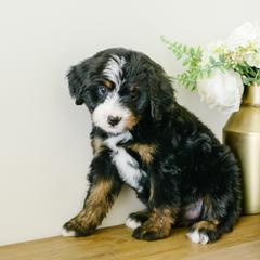 Venetian - female Australian Mountain Doodle puppy in Spanish Fork, Utah from K Brand Doodles