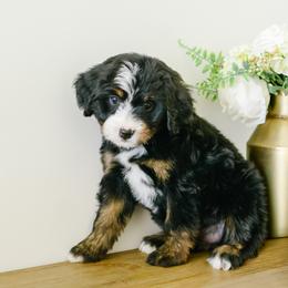 Venetian - female Australian Mountain Doodle puppy in Spanish Fork, Utah from K Brand Doodles