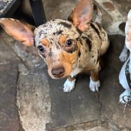 Malibu - Chihuahua