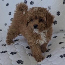 Maltipoo Puppies from Ollie-Pop Paws Breeding