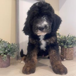 Old English Sheepdogs and Sheepadoodles from Sheepdogs of Summer Ridge