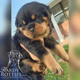 Rottweiler Puppies from Hardy Rotties