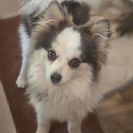 Pomeranian and Pomsky Puppies from Amazing High Desert Pomskys