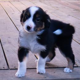 Spicy - Black tri female Miniature American Shepherd puppy in Central Islip, New York from Fifth Avenue Australian Shepherds