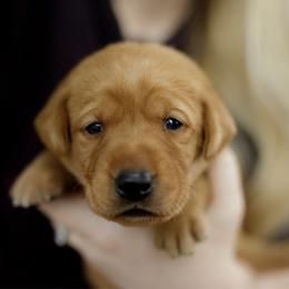 Moira - Yellow female Labrador Retriever puppy in Allons, Tennessee from UC Labradors LLC