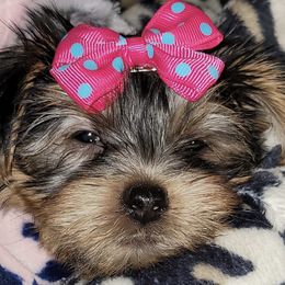 Yorkshire Terriers from Holmes Pets