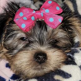 Yorkshire Terriers from Holmes Pets