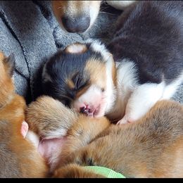 Pembroke Welsh Corgi Puppies from Rose Water Corgis