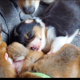 Pembroke Welsh Corgi Puppies from Rose Water Corgis