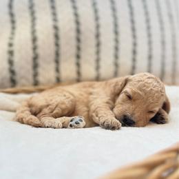 Girl 1 - Apricot female Goldendoodle puppy in Valley Farms, Arizona from Gall’s Doodle Ranch