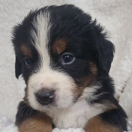 Boy 1 - Black rust and white male Bernese Mountain Dog puppy in Nicholson, Georgia from Bernese Mountain Dogs of Pony Trail Farm
