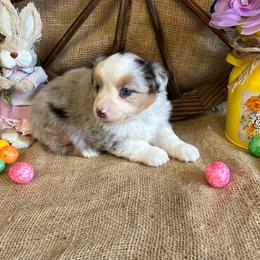 Blue Merle Female - Blue merle female Miniature American Shepherd puppy in Cowlitz County, Washington from Pleasant Woods Miniature American Shepherds