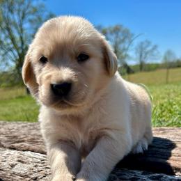 Stormy - Light golden male Golden Retriever puppy in Doniphan, Missouri from Stockford’s Golden Retrievers