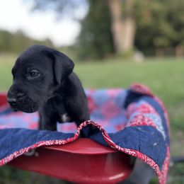 Great Dane Puppies from Oak View Danes