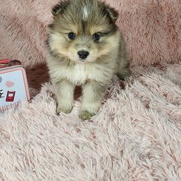 Pomsky Puppies from Pomskies of Hawaii