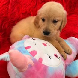 Golden Retriever Puppies from American True Golden retriever