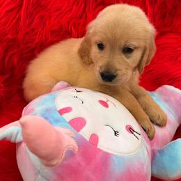 Golden Retriever Puppies from American True Golden retriever