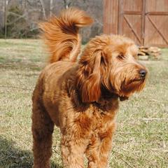 Double Doodles, Labradoodles, and Poodles from Cedar Hill Labradoodles