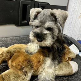 Miniature Schnauzer Puppies from Texas Schnauzers