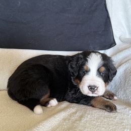 Black Boy - Black rust and white male Bernese Mountain Dog puppy in Nebraska from Colson Kennels