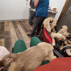 Central Asian Shepherd Dog and Kangal Puppies from VSH Kangal Dogs