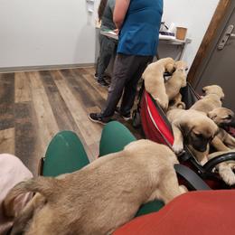 Central Asian Shepherd Dog and Kangal Puppies from VSH Kangal Dogs