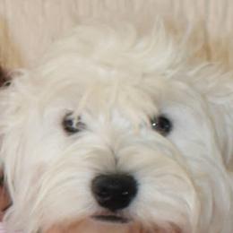 TICA - West Highland White Terrier