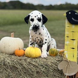 Green collar male - White and black male Dalmatian puppy in Hawkins, Texas from Snow Dalmatians