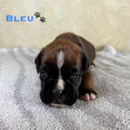 Bleu - Fawn Boxer puppy in Cicero, New York from MK Boxer Haven of CNY