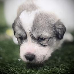 Midas Black collar male - White and badger male Great Pyrenees puppy in Fair Grove, Missouri from Allen Wags & Woolies
