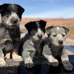 Australian Cattle Dog puppies from West Valley Heelers