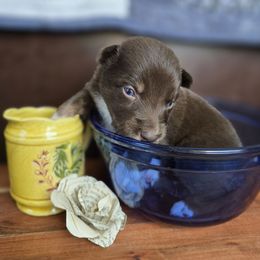 Atlas - Red tri-color male Australian Shepherd puppy in Wrightsville, Georgia from Wild Magnolia Farms Aussies