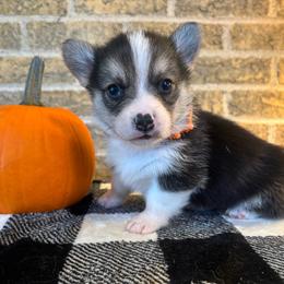Orange Collar Male - Black and tan male Pembroke Welsh Corgi puppy in Mcarthur, Ohio from Bentley Corgis LLC