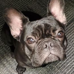 French Bulldogs from refroidir les petits chiens - French Bulldogs
