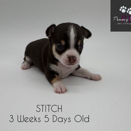 AKC Stitch - Chocolate and tan male Chihuahua puppy in Columbus, Nebraska from Prancy Pawz