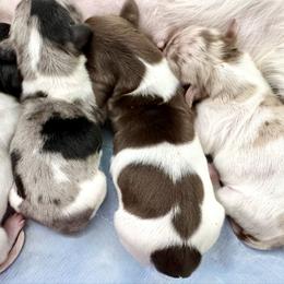 Dachshund puppies from Sweet As Pie Doxies