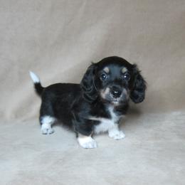 Boots - Piebald male Dachshund puppy in Pana, Illinois from Doxie Waggin Tails