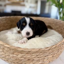 Pink Collar - Tri-color female Bernedoodle puppy in Indiahoma, Oklahoma from Farm Fresh Doodles