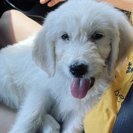 Goldendoodle Puppies from Port City Doods