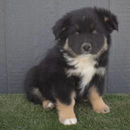 Little John - Black tri-color male Australian Shepherd puppy in Fallon, Nevada from Double H Australian Shepherds