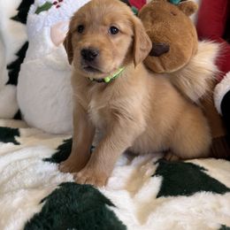 Golden Retriever Puppies from Barron’s Dan River Retrievers