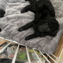 Poodle Puppies from Abbott Standard Poodles