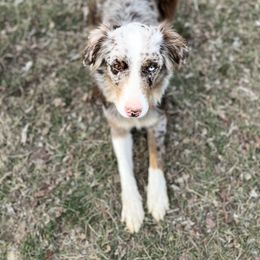 Sally - Australian Shepherd