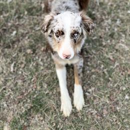 Sally - Australian Shepherd