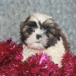 Shih Tzu Puppies from Gypsy Breeze Kennels