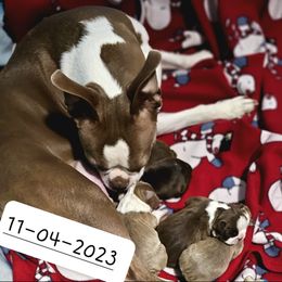 Boston Terrier Puppies from Bryn's AKC Bostons